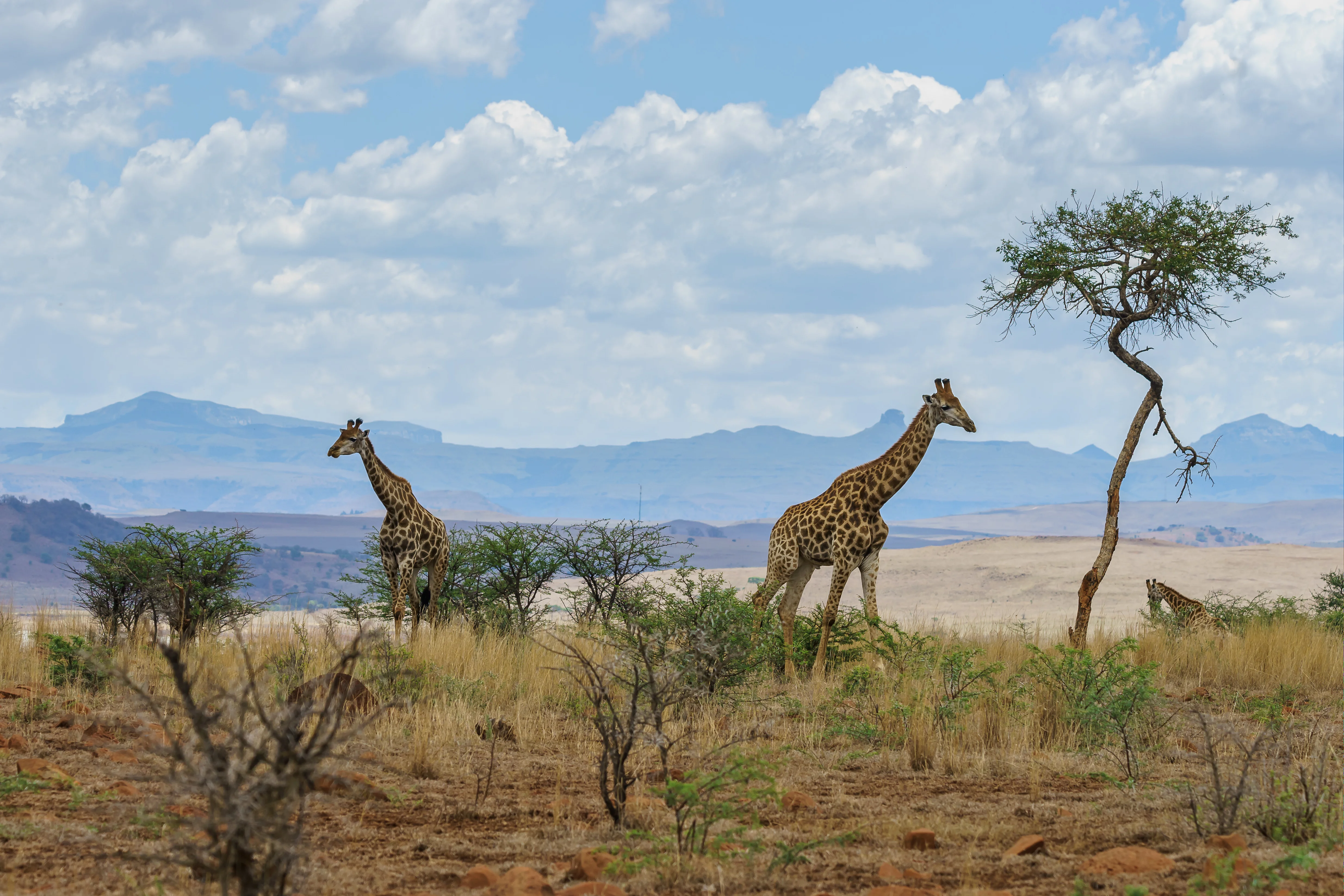 Ngorongoro