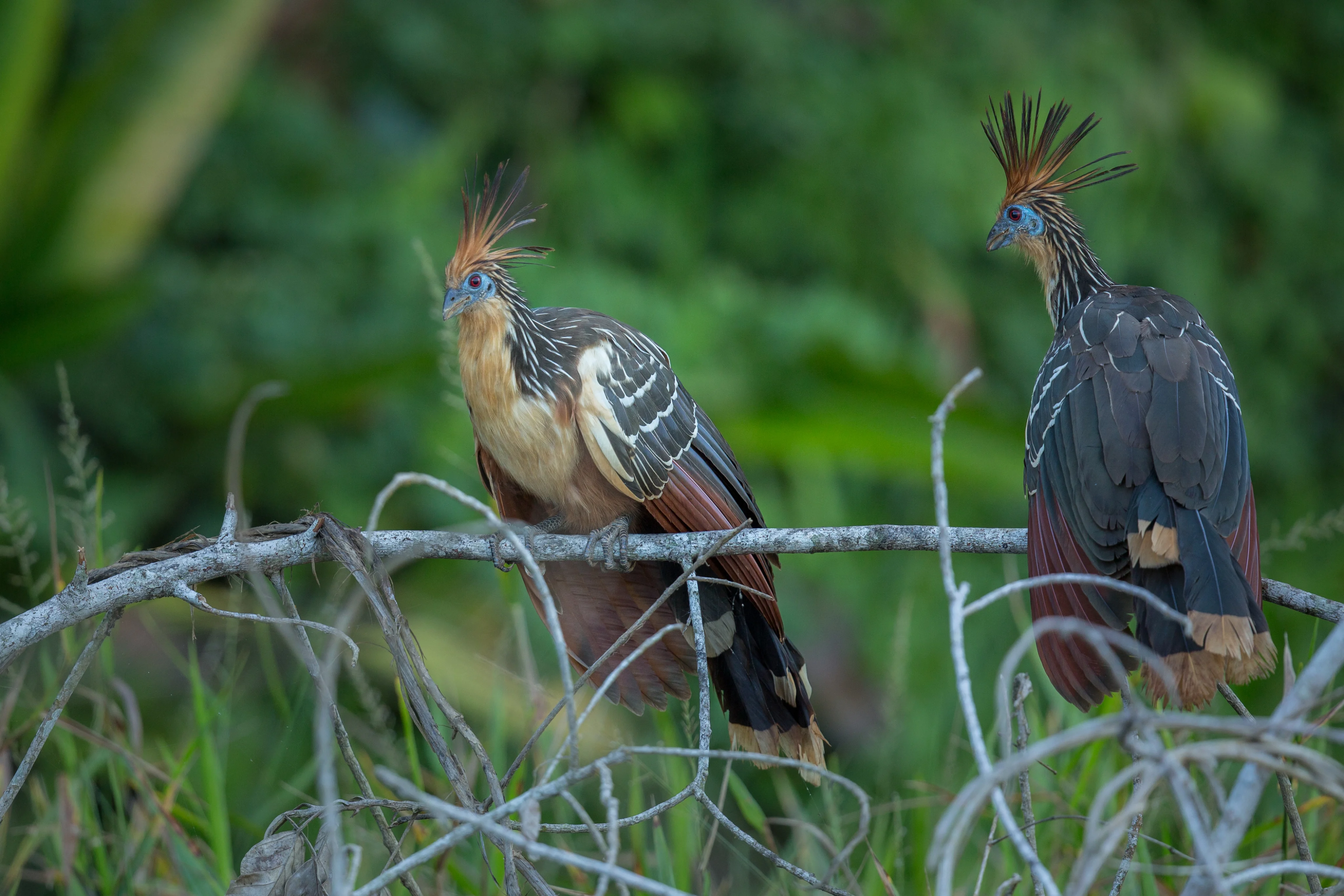 Romantic Turaco Getaway